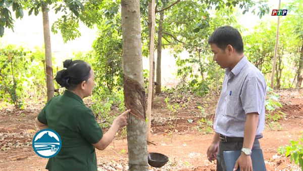 Bà Đàm Thị Cầu trao đổi về kỹ thuật trồng cây cao su