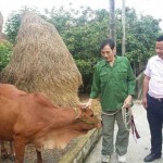Anh Phan Viết Hài ở xóm 6, xã Nam Giang, huyện Nam Đàn vay vốn ưu đãi đầu tư chăn nuôi bò