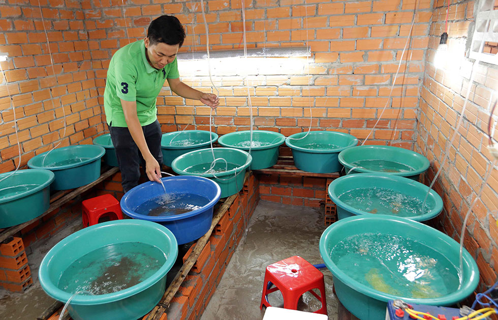 Anh Nguyễn Thanh Tân ở Bình Hòa Phước, huyện Long Hồ vay vốn giải quyết việc làm đầu tư nuôi lươn giống cho thu nhập cao
