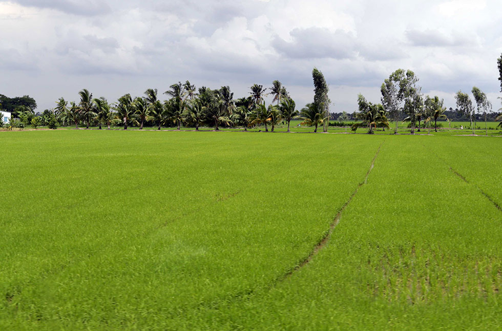 Những cánh đồng lúa tươi tốt ở vùng sông nước phương Nam Vĩnh Long đang mang lại sự bình yên, no ấm cho hộ nghèo và các đối tượng chính sách