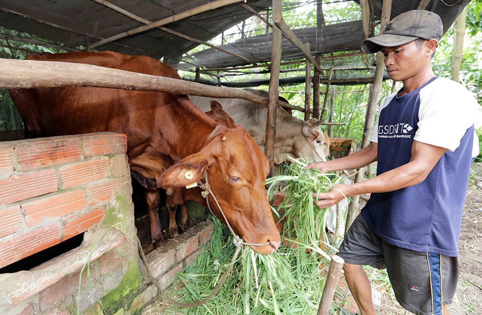 Gia đình chị Thạch Thị Bông, dân tộc Khmer ở xã Tân Mỹ, huyện Trà Ôn (Vĩnh Long) vay vốn hộ nghèo đầu tư nuôi bò sinh sản, nuôi lợn, nhờ chịu khó làm ăn, đàn gia súc phát triển tốt là tài sản chính giúp gia đình cơ bản thoát nghèo