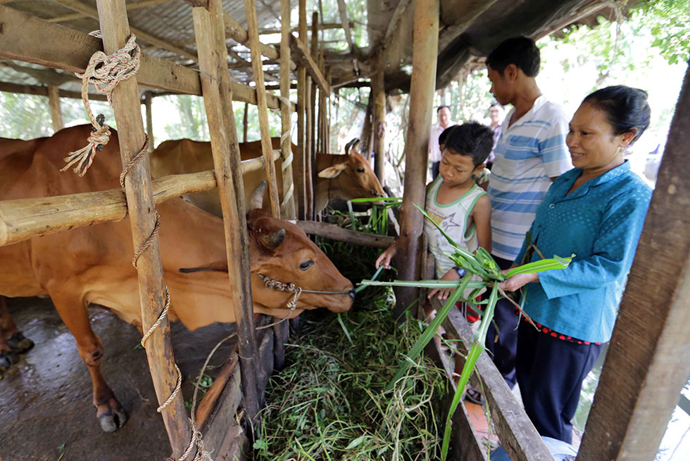 Gia đình bà Kim Thị Lên, dân tộc Khmer ở ấp Kỳ Son, xã Loan Mỹ, huyện Tam Bình, gia đình trước đây hết sức khó khăn bởi con nhỏ, chồng ốm yếu, được vay 30 triệu đồng hộ nghèo đầu tư nuôi bò sinh sản, sau 4 năm đã có đàn bò 4 con, gia đình có cơ hội thoát nghèo