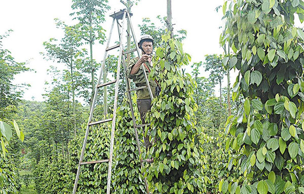 Đồng bào ở bon Bu Pah, xã Trường Xuân, huyện Đắk Song trồng cây hồ tiêu trên trụ sống để phát triển kinh tế bền vững