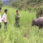Nhiều hội viên CCB huyện Hoàng Su Phì vay vốn ưu đãi đầu tư nuôi trâu