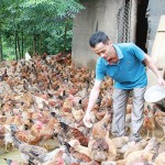 Anh Hoàng Văn Dương ở thôn Bản Mới, xã Hà Hiệu, huyện Ba Bể chăm sóc đàn gà của gia đình