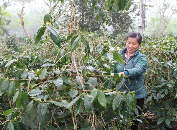 Những năm qua, vốn vay NHCSXH huyện Mường Ảng đã giúp nhiều hộ dân phát triển diện tích trồng cà phêNhững năm qua, vốn vay NHCSXH huyện Mường Ảng đã giúp nhiều hộ dân phát triển diện tích trồng cà phê