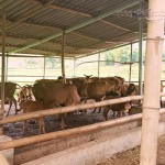 Mô hình nuôi bò nhốt chuồng từ nguồn vốn vay NHCSXH tại xã Pi Toong