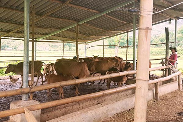Mô hình nuôi bò nhốt chuồng từ nguồn vốn vay NHCSXH tại xã Pi Toong