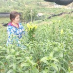 Chị Đặng Thị Thoa đang thu hoạch hoa ly
