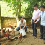 Anh Bùi Văn Thiều ở thôn Khuổi Coóng, xã Chu Hương, huyện Ba Bể vay vốn đào ao thả cá, nuôi gà, vịt lên tới gần 1.000 con, doanh thu hàng trăm triệu đồng mỗi năm