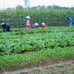 Người dân đang thu hoạch vụ rau hữu cơ tại xã Trác Văn, huyện Duy Tiên