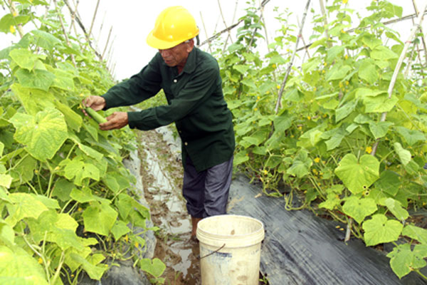 Gia đình anh Mai Văn Bản ở thị trấn Yên Thịnh, huyện Yên Mô phát triển sản xuất nông nghiệp từ nguồn vốn vay của NHCSXH