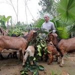 Vốn vay ưu đãi giúp người nghèo ở vùng ATK đầu tư về chăn nuôi