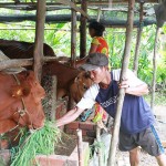 Gia đình anh chị Thạch Thị Bông, người dân tộc Khmer ở xã Tân Mỹ, huyện Trà Ôn vay vốn hộ nghèo nuôi bò sinh sản và nuôi lợn