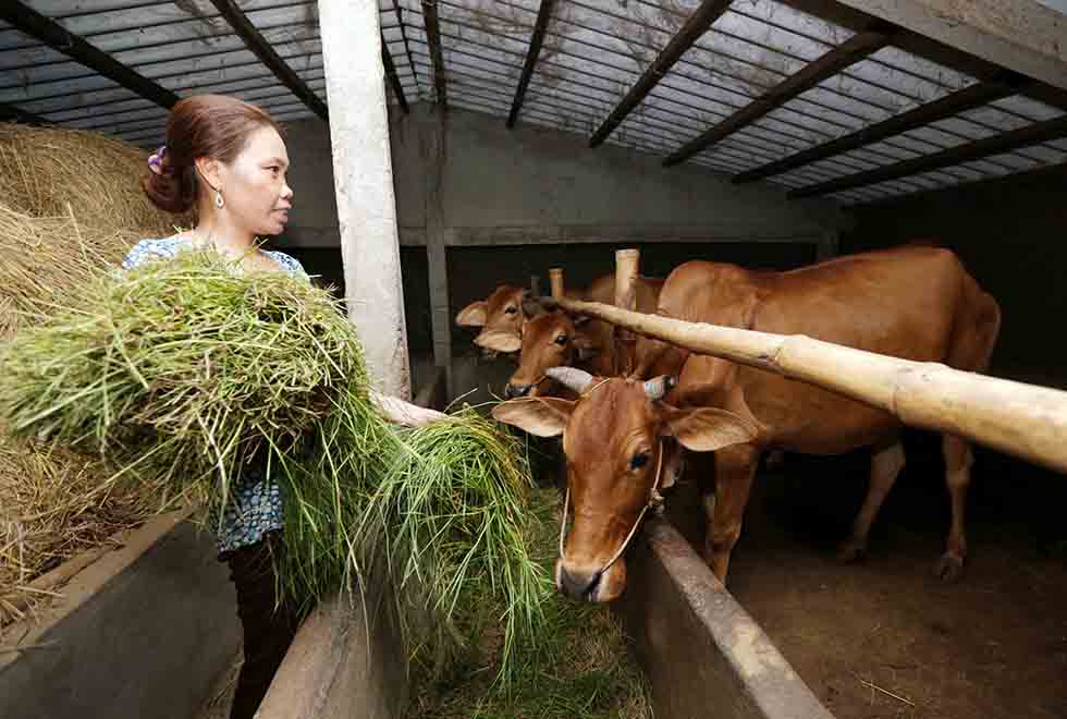 Gia đình chị Thạch Thị Thùy Trang, dân tộc Khmer ở ấp Sóc Chùa, xã Thuận Hòa, huyện Cầu Ngang vay 10 triệu đồng về nuôi bò sinh sản, mang lại hiệu quả kinh tế rất cao