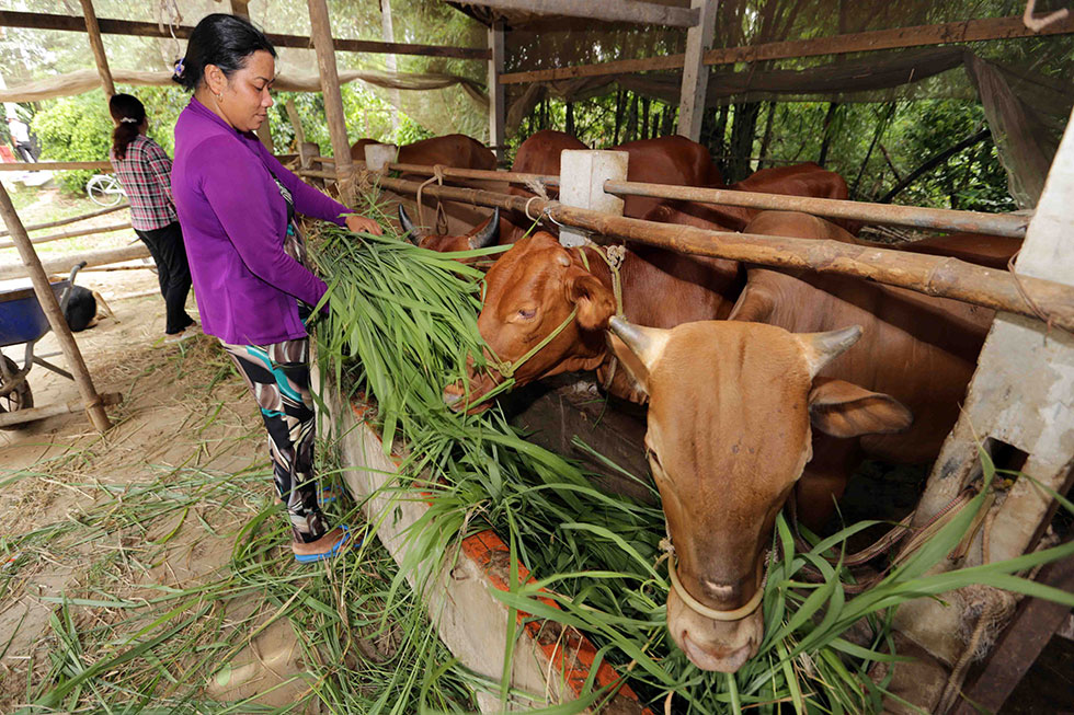 Gia đình chị Kim Thị Tèo, dân tộc Khmer vay vốn nuôi bò nay đã thoát nghèo. Hiện gia đình đang có đàn bò hơn 10 con, 3 công đất trồng lúa, màu, được đánh giá là hộ sử dụng hiệu quả vốn vay