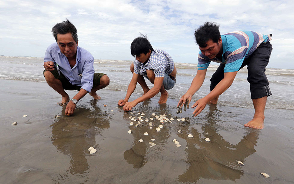Gia đình anh Lâm Văn Suổi, dân tộc Hoa ở xã Thịnh Yên vay vốn giải quyết việc làm đầu tư nuôi ngao với chiều dài 300m ven biển mỗi năm thu hàng chục tấn