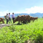 Chị Siu H’Nhim, thôn Ma Rin 2, sử dụng vốn vay ưu đãi để nuôi bò