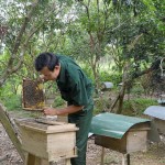 Nuôi ong lấy mật là một trong những mô hình sản xuất đem lại hiệu quả kinh tế cao ở huyện Minh Hóa