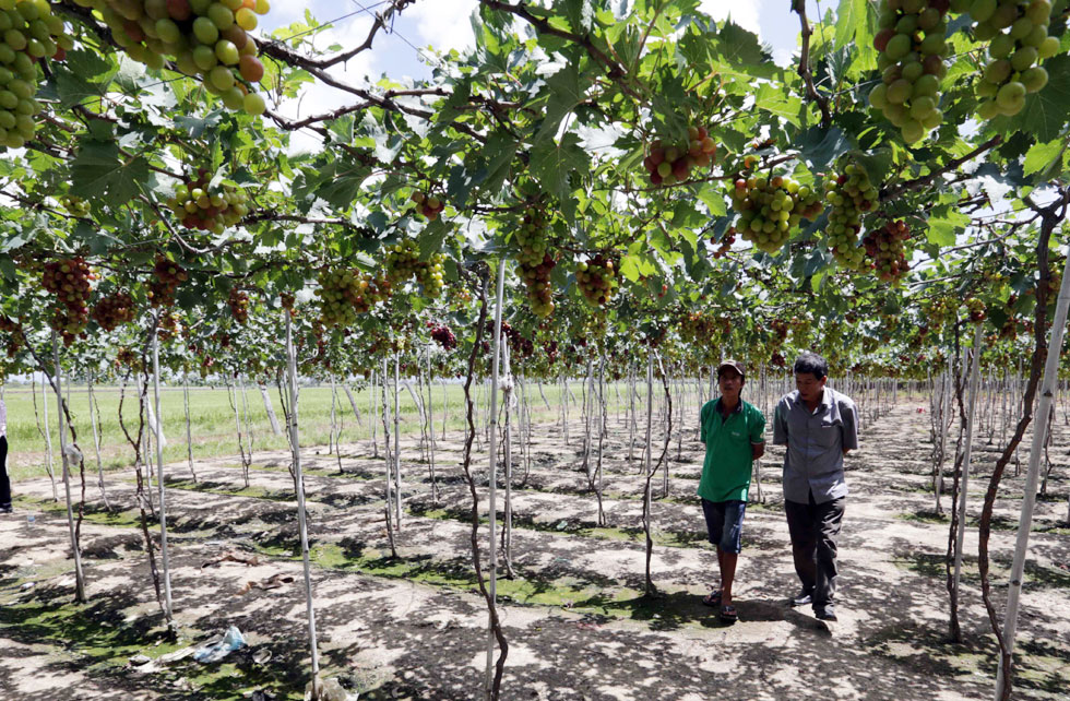 Nguồn vốn vay ưu đãi đã giúp nhiều hộ gia đìnhở Ninh Thuận chuyển đổi đất trồng kém hiệu quả sang trồng cây ăn quả phù hợp với thời tiết cho giá trị kinh tế cao
