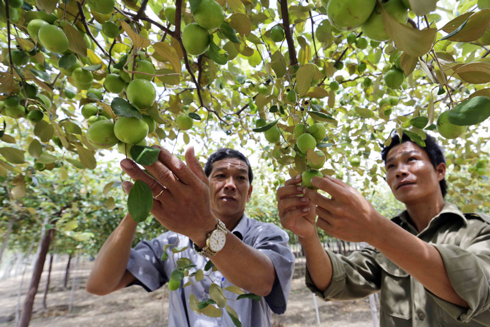 Cùng xã Mỹ Hiệp, huyện Ninh Phước, gia đình chị Nguyễn Thị Thìn vay vốn hộ cận nghèo đầu tư cải tạo vườn trồng nho, táo cho hiệu quả kinh tế cao