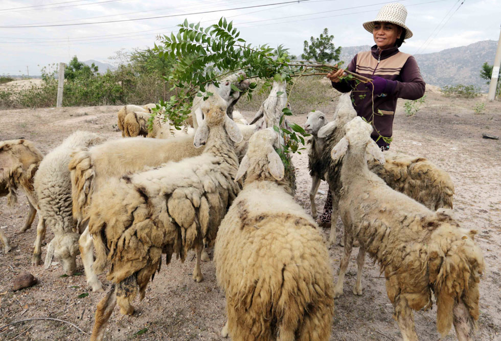 Gia đình chị Nguyễn Thị Kim Loan, dân tộc Chăm ở xã Phước Minh, huyện Thuận Nam vay vốn chương trình HSSV cho 2 con đi học và hộ nghèo 30 triệu đồng đầu tư nuôi cừu. Đến nay cuộc sống gia đình bớt khó khăn