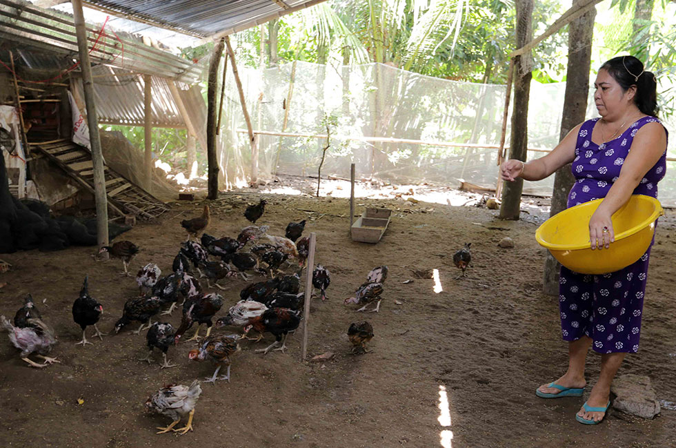 Gia đình anh Lâm Tâm, dân tộc Khmerở xã Tân Hưng, huyện Long Phú vay vốn mua máy ấp trứng, làm chuồng trại nuôi gà
