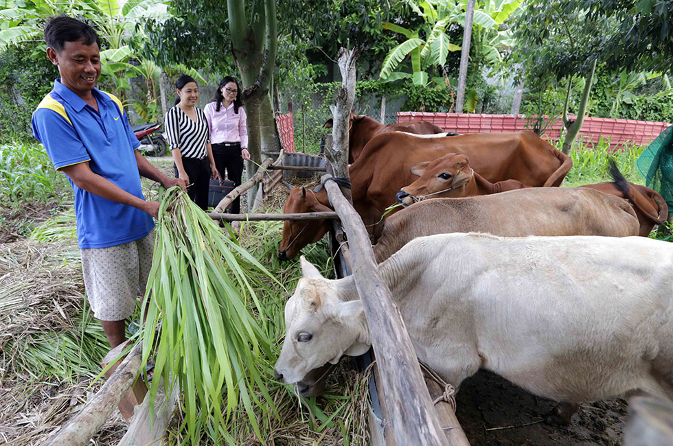 Gia đình anh Trần Văn Tuyết, dân tộc Khmer ở khóm 5, phường 4, TP Sóc Trăng vay vốn nuôi bò và trồng rau màu