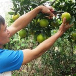 Người dân Thượng Lộc sử dụng vốn vay ưu đãi đầu tư trồng cam cho hiệu quả kinh tế cao