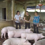 Trang trại chăn nuôi của chị Đặng Thị Thêm ở huyện Phú Xuyên