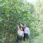 Gia đình ông bà Lò Văn Cầm, người dân tộc Mường ở thôn Quyết Thắng, xã Thiết Ống, huyện Bá Thước vay vốn ưu đãi trồng rừng keo tai tượng