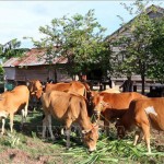 Nhờ nguồn vốn chính sách xã hội, gia đình chị Rơ Châm H’Ốp đã phát triển được đàn bò 11 con