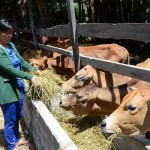 Đồng bào ở Đăk Pơ thoát nghèo nhờ sử dụng vốn vay ưu đãi để nuôi bò lai thành đàn
