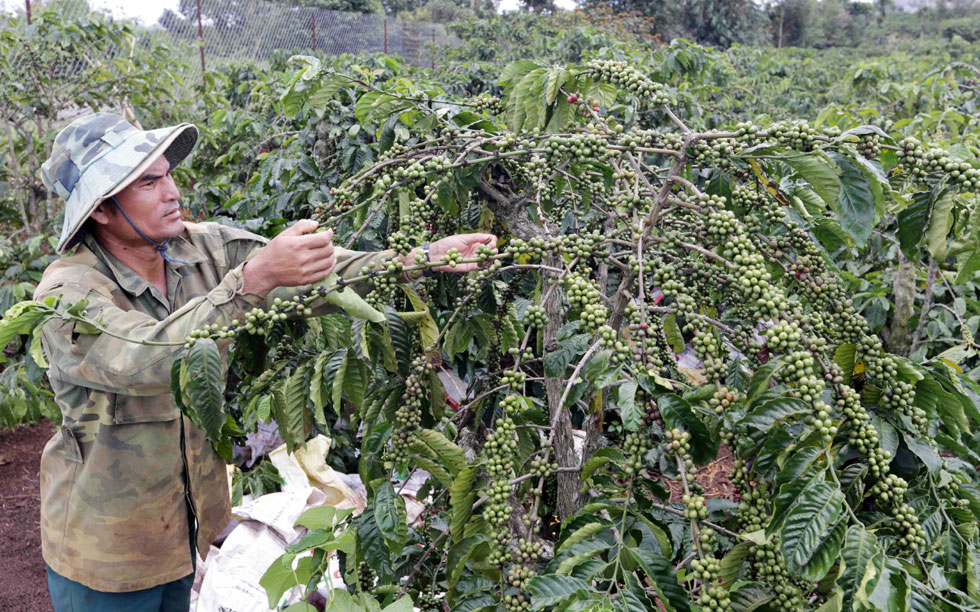 Có vốn vay ưu đãi, gia đình anh KBRóp ở thôn Kao Kuil, xã Đinh Lạc có điều kiện mở rộng diện tích trồng cà phê, mỗi năm thu hàng trăm triệu đồng