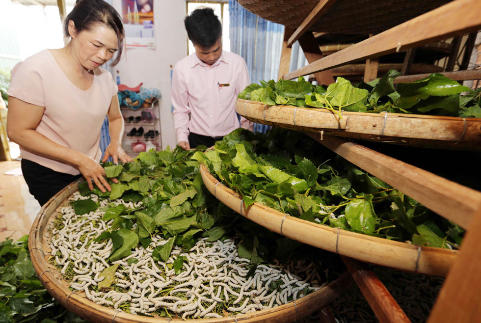 Gia đình chị Lê Thị Diễm ở thôn Tân Phú 2, xã Đinh Lạc, huyện Di Linh vay 30 triệu đồng vốn chương trình giải quyết việc làm đầu tư nuôi tằm, trồng cà phê cho hiệu quả kinh tế cao