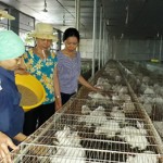 Trang trại chăn nuôi thỏ của gia đình anh Lê Văn Thạo mỗi năm thu nhập hàng trăm triệu đồng