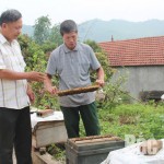Ông Chu Văn Luật, thôn Tiên Lý, xã Yên Định, thành viên Hợp tác xã Ong mật hữu cơ Sơn Động chăm sóc đàn ong