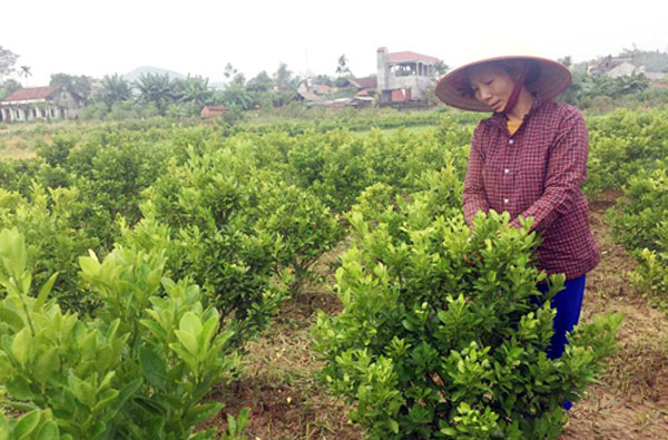 Chị Đặng Thị Hảo, Khu Tam Sơn 2, xã Sơn Hùng, huyện Thanh Sơn chăm sóc vườn quất cảnh của gia đình
