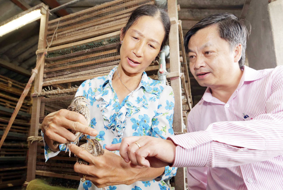 Gia đình chị Lưu Thị Minh Tâm ở thôn 9, xã Lộc An, huyện Bảo Lâm vay vốn ưu đãi trồng rau sạch và nuôi chim cút