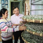 Cuộc sống của gia đình chị K’Ché, dân tộc Mạ ở thôn 2, xã Lộc Tân đã bước sang trang mới với nghề nuôi tằm, tạo kén từ vốn vay ưu đãi