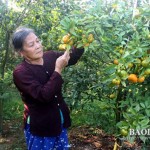 Người dân thôn Thạch Lương, xã Y Tịch, huyện Chi Lăng sử dụng vốn vay để trồng cam đường Canh