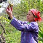 Bà Tô Thị Pinh đang thu hái hồng không hạt Bảo Lâm