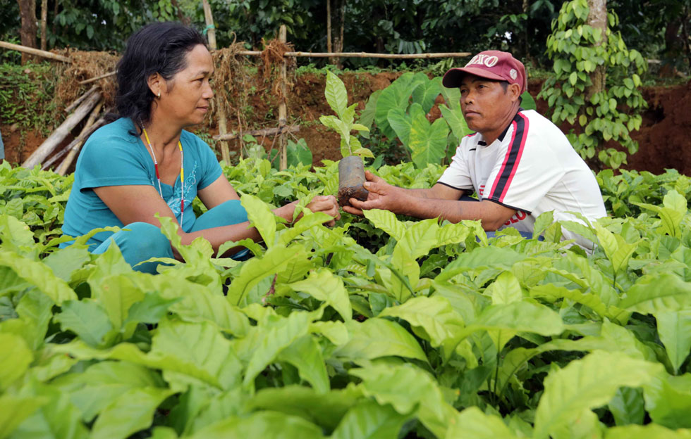 Gia đình anh Y Khuôn, dân tộc M’Nông ở xã Đắk Wer, huyện Đắk R’Lấp vay 50 triệu đồng vốn hộ nghèo về trồng và chăm sóc cà phê
