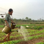 Nông dân xóm Chiềng 3, xã Vĩnh Đồng, huyện Kim Bôi vay vốn ưu đãi trồng rau an toàn