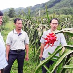 Cán bộ khuyến nông huyện Như Xuân trao đổi với nông hộ xã Cát Vân kỹ thuật chăm sóc cây Thanh long ruột đỏ