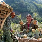 Nông dân xã Bản Lầu sử dụng vốn vay ưu đãi trồng dứa mang lại hiệu quả kinh tế cao