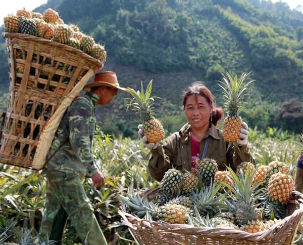 Nông dân xã Bản Lầu sử dụng vốn vay ưu đãi trồng dứa mang lại hiệu quả kinh tế cao