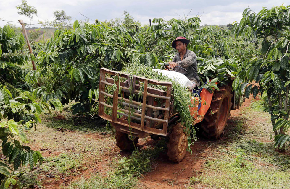 Gia đình anh K’San, dân tộc ÊĐê ở xã Đắk Som, huyện Đắk G’long vay vốn chương trình tín dụng hộ gia đình sản xuất, kinh doanh tại vùng khó khăn đầu tư trồng cà phê, mua máy móc phục vụ sản xuất, mang lại hiệu quả kinh tế cao