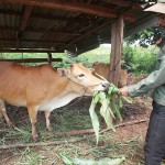 Anh Kpuil Miên, dân tộc BaNa ở xã Ia HLa, huyện Chư Pưh vay vốn chính sách 30 triệu đồng nuôi bò. Cuộc sống gia đình đã bớt khó khăn