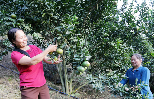 Năm 2014, gia đình chị Phạm Thị Thêm, dân tộc Tày ở xã Phù Lưu, huyện Hàm Yên vay 30 triệu đồng vốn hộ nghèo về cải tạo vườn trồng 600 gốc cam. Năm 2018 cam đã cho thu hoạch, mang lại lợi nhuận kinh tế khá cao cho gia đình